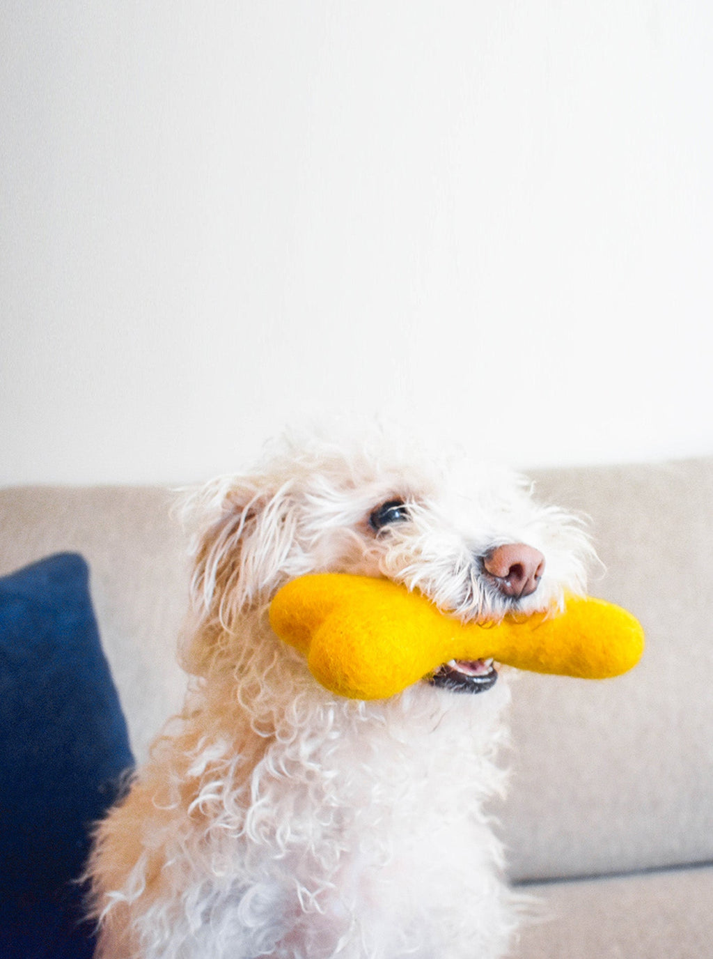 CLASSIC WOOLBONE DOG TOY by MODERNBEAST