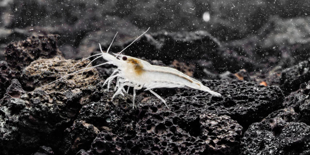 Snow Ball Shrimp by Danaqua Live Fish & More