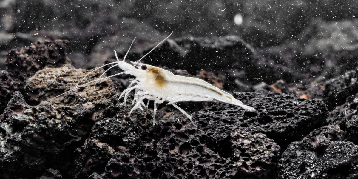Snow Ball Shrimp by Danaqua Live Fish & More
