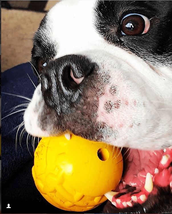 Industrial Dog Ball Rubber Chew Toy for Heavy Chewers | Yellow | USA Made | SodaPup by SodaPup/True Dogs, LLC