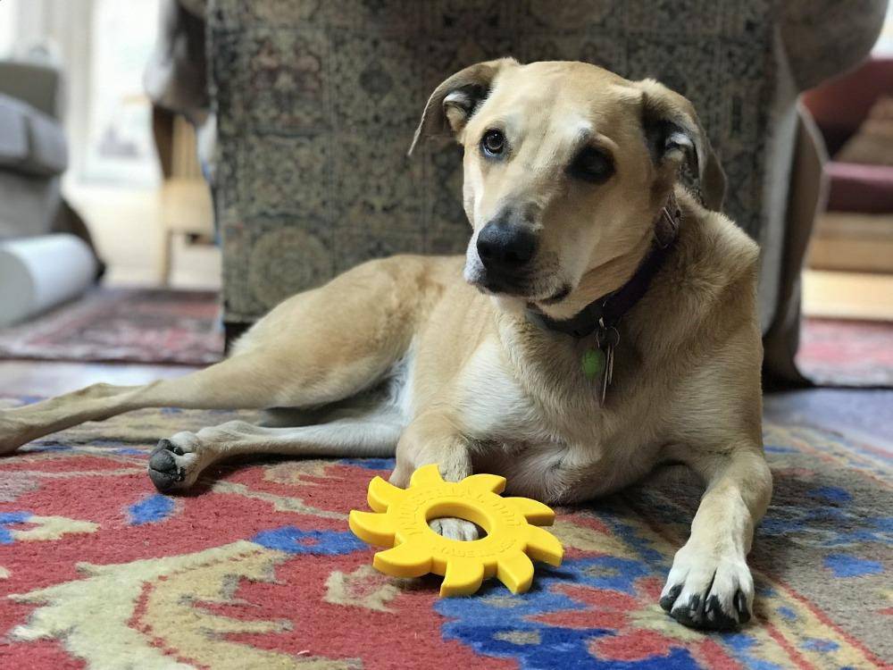 Circular Saw Blade  Ultra Durable Nylon Dog Chew Toy