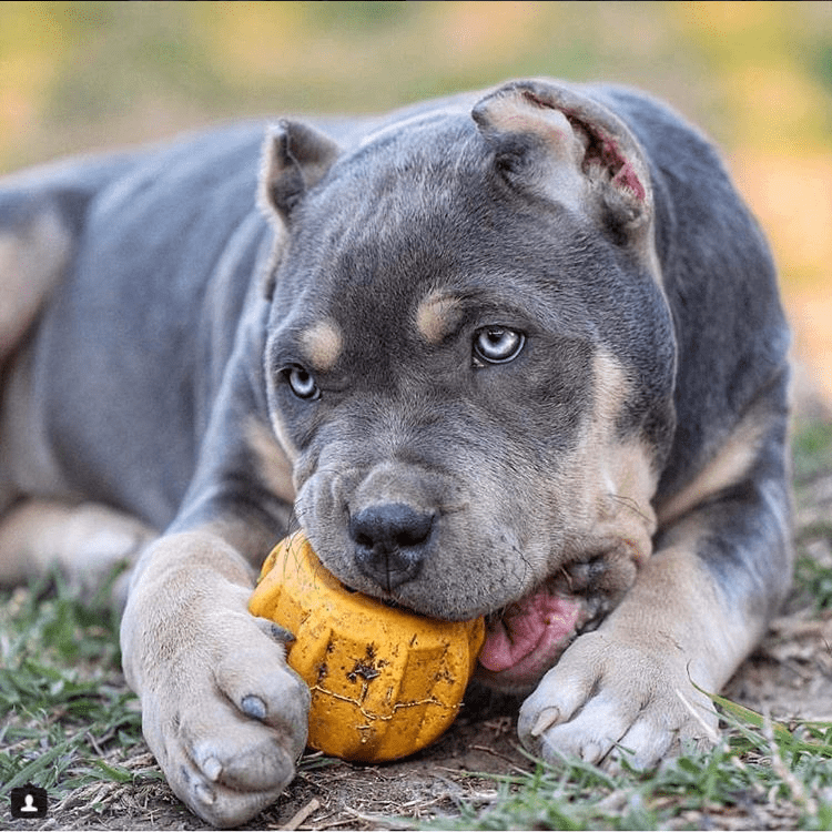 Gear eDispenser - Durable Rubber Yak Chew Holder & Treat Pocket | USA Made by SodaPup/True Dogs, LLC