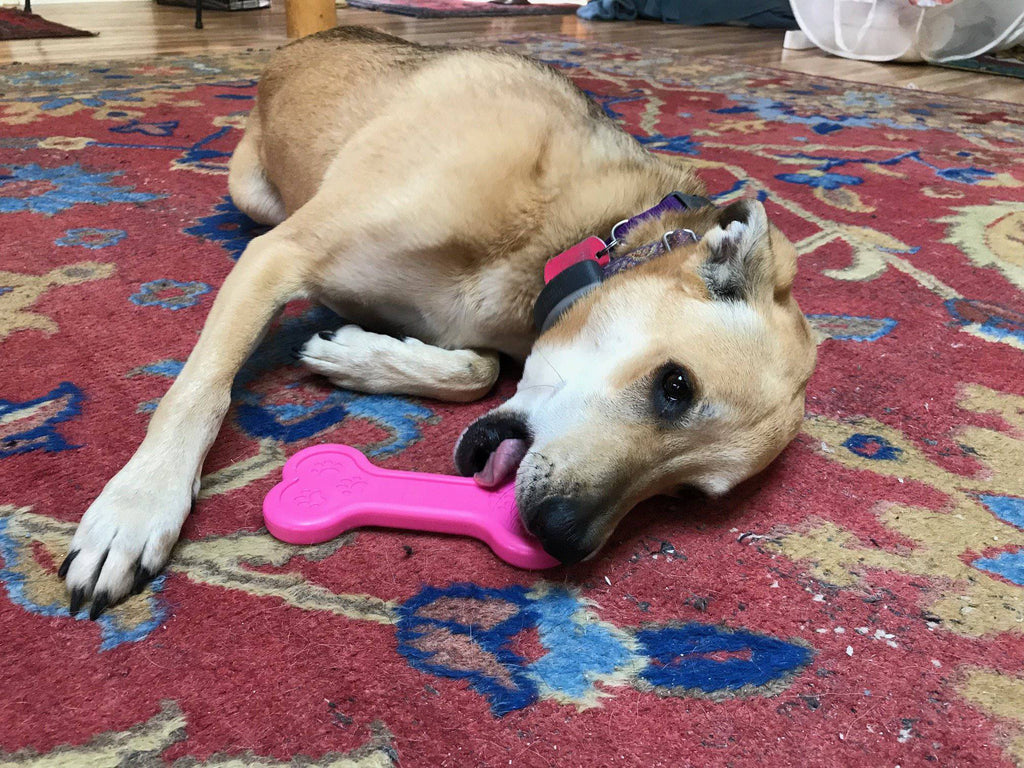 Bone eChew Ultra Durable Nylon Dog Chew Toy for Aggressive Chewers | USA Made by SodaPup/True Dogs, LLC