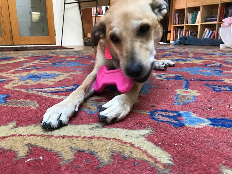 Bone eChew Ultra Durable Nylon Dog Chew Toy for Aggressive Chewers | USA Made by SodaPup/True Dogs, LLC