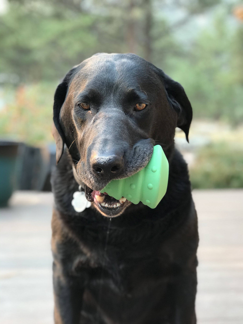 Christmas Tree Dog Toy - Durable Rubber Chew Toy for Large Dogs | USA Made by SodaPup/True Dogs, LLC