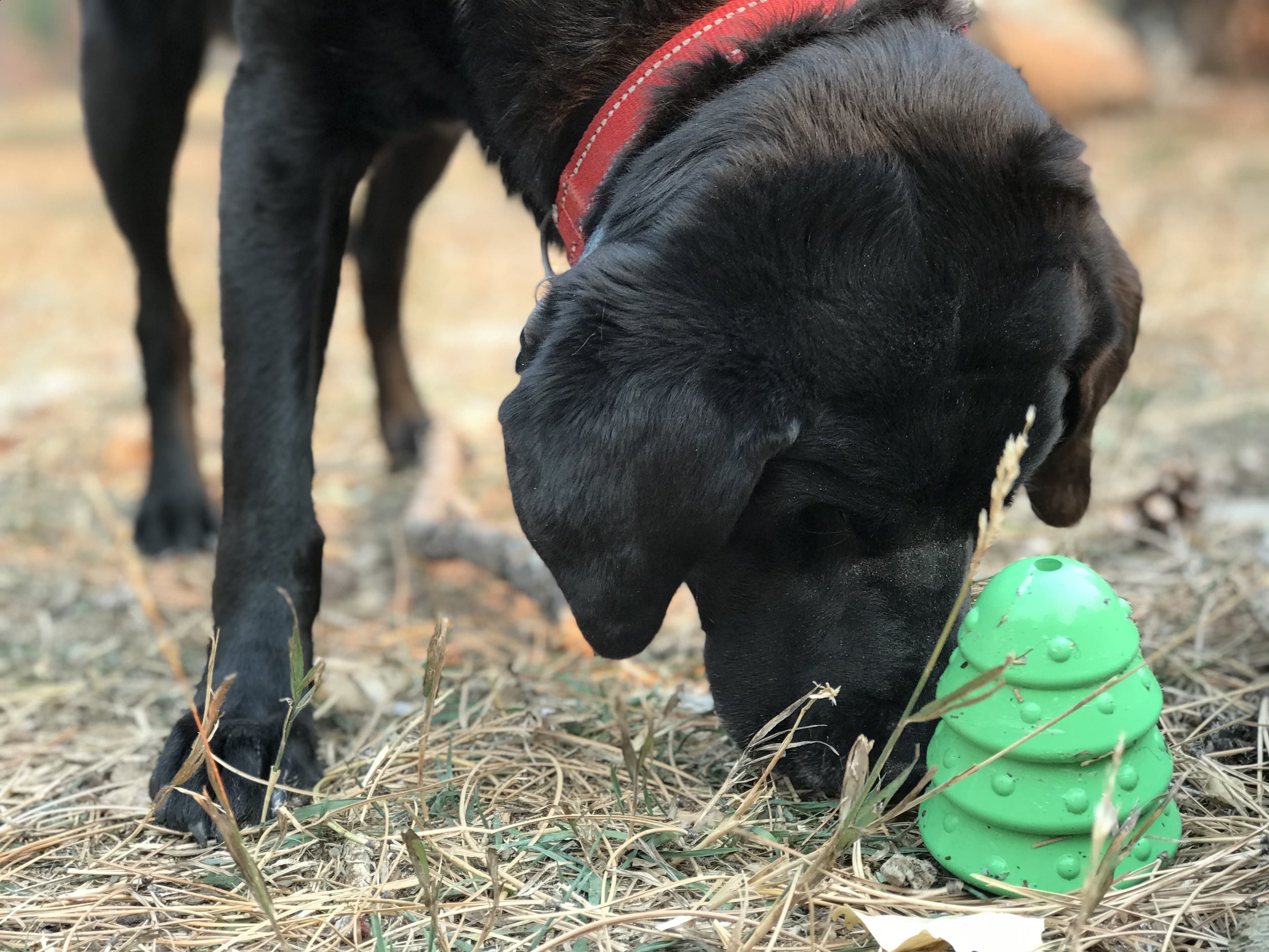 Christmas Tree Dog Toy - Durable Rubber Chew Toy for Large Dogs | USA Made by SodaPup/True Dogs, LLC