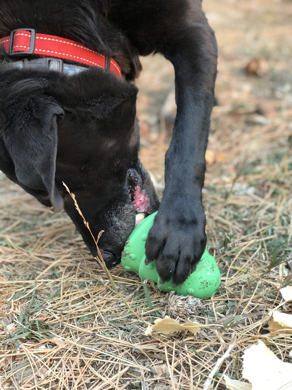 Christmas Tree Dog Toy - Durable Rubber Chew Toy for Large Dogs | USA Made by SodaPup/True Dogs, LLC