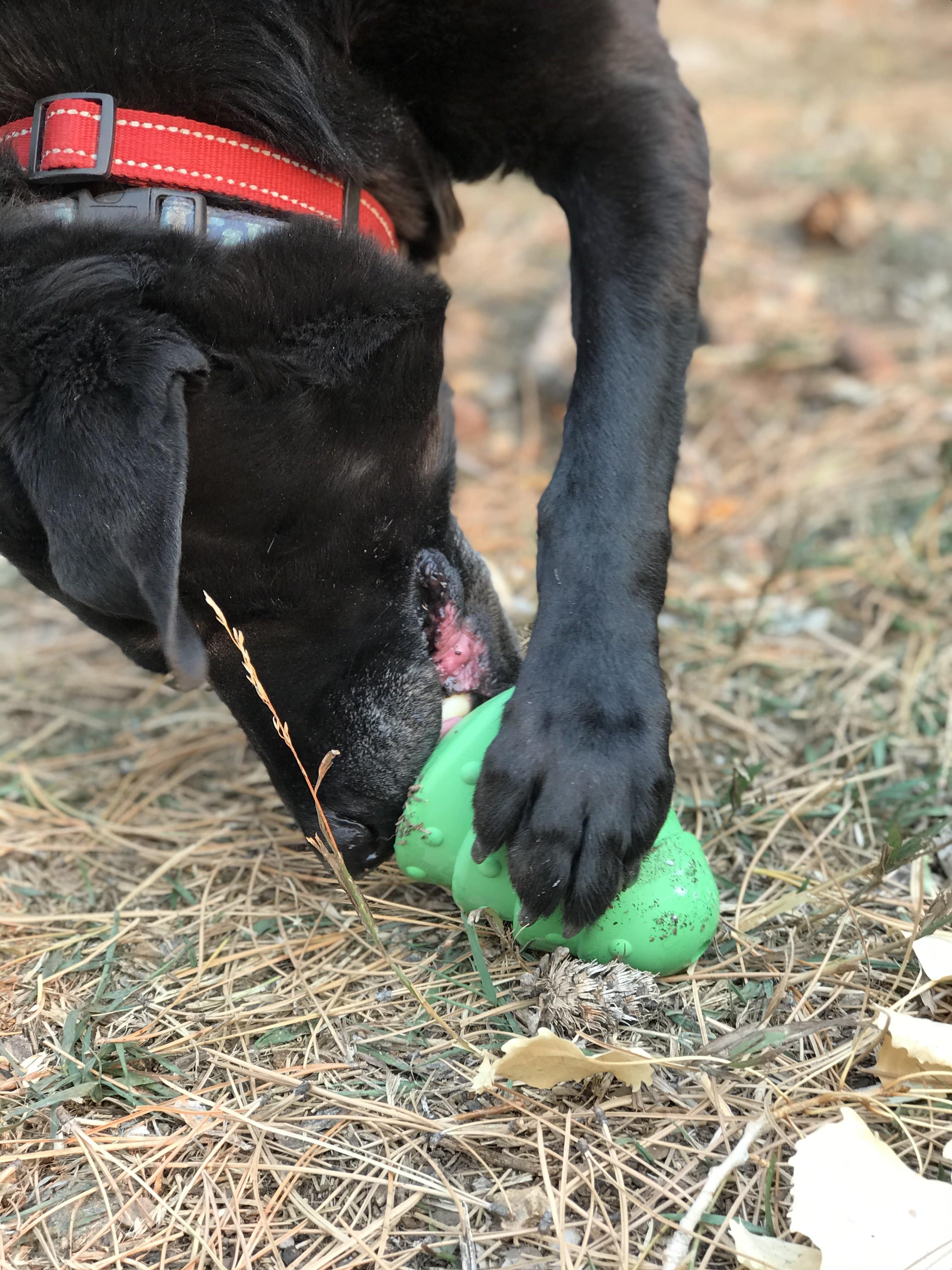 Christmas Tree Dog Toy - Durable Rubber Chew Toy for Large Dogs | USA Made by SodaPup/True Dogs, LLC
