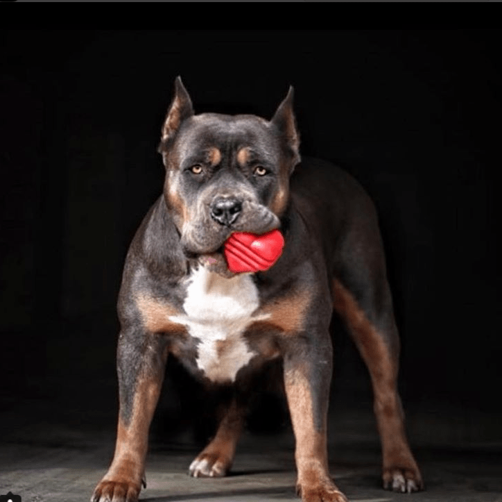 Heart on a String Dog Toy - Durable Rubber Tug Toy for Large Dogs | USA Made by SodaPup/True Dogs, LLC