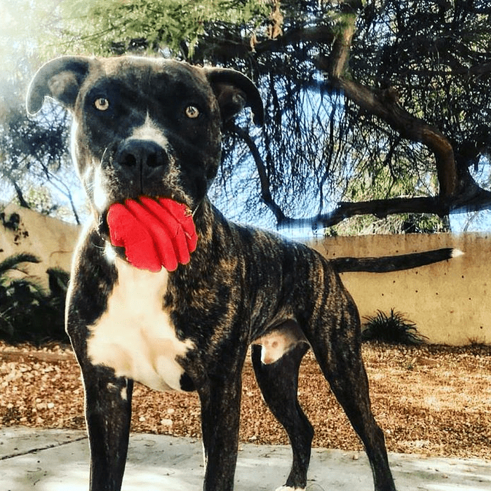 Heart on a String Dog Toy - Durable Rubber Tug Toy for Large Dogs | USA Made by SodaPup/True Dogs, LLC