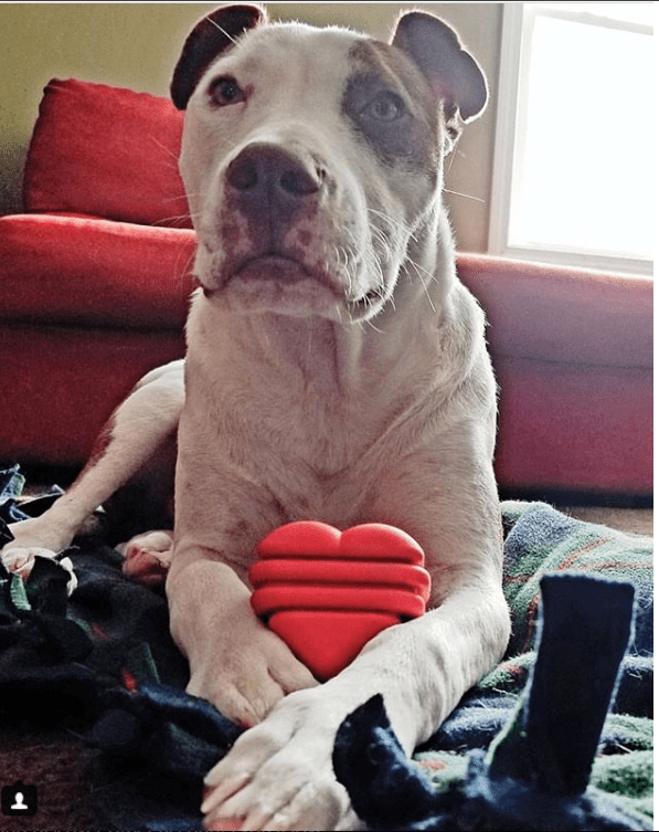 Heart on a String Dog Toy - Durable Rubber Tug Toy for Large Dogs | USA Made by SodaPup/True Dogs, LLC