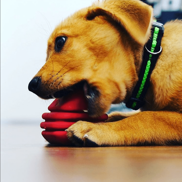 Heart on a String Dog Toy - Durable Rubber Tug Toy for Large Dogs | USA Made by SodaPup/True Dogs, LLC