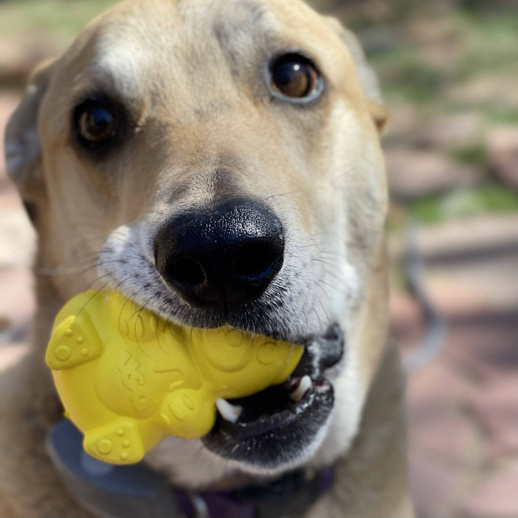 Honey Bear eDispenser - Durable Rubber Treat Dispenser for Dogs | USA Made by SodaPup/True Dogs, LLC