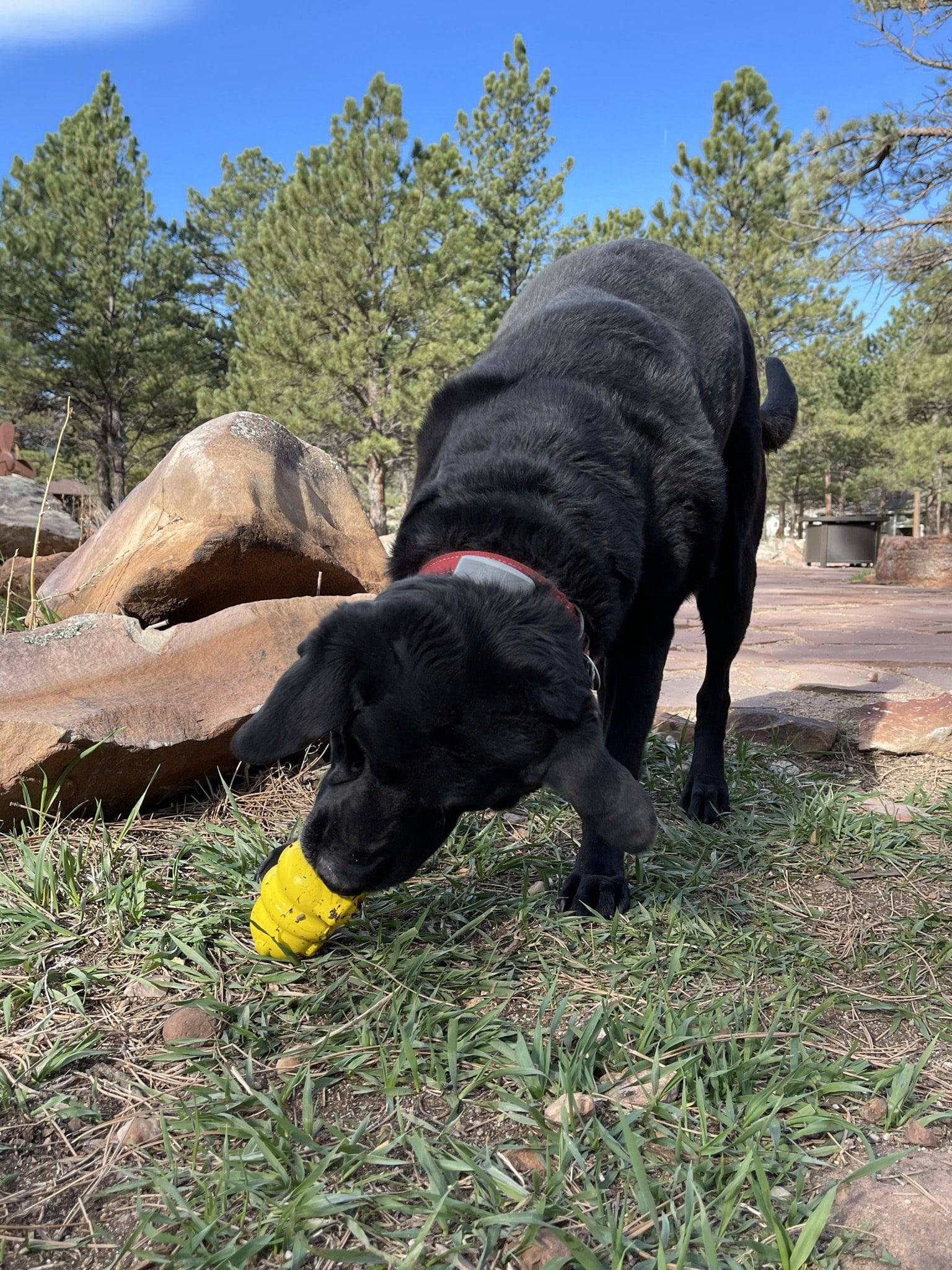 Honey Bear eDispenser - Durable Rubber Treat Dispenser for Dogs | USA Made by SodaPup/True Dogs, LLC