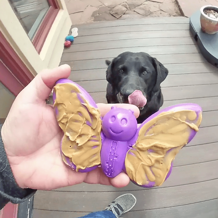Butterfly Nylon Chew & Enrichment Toy | 2-in-1 for Aggressive Chewers | SodaPup by SodaPup/True Dogs, LLC