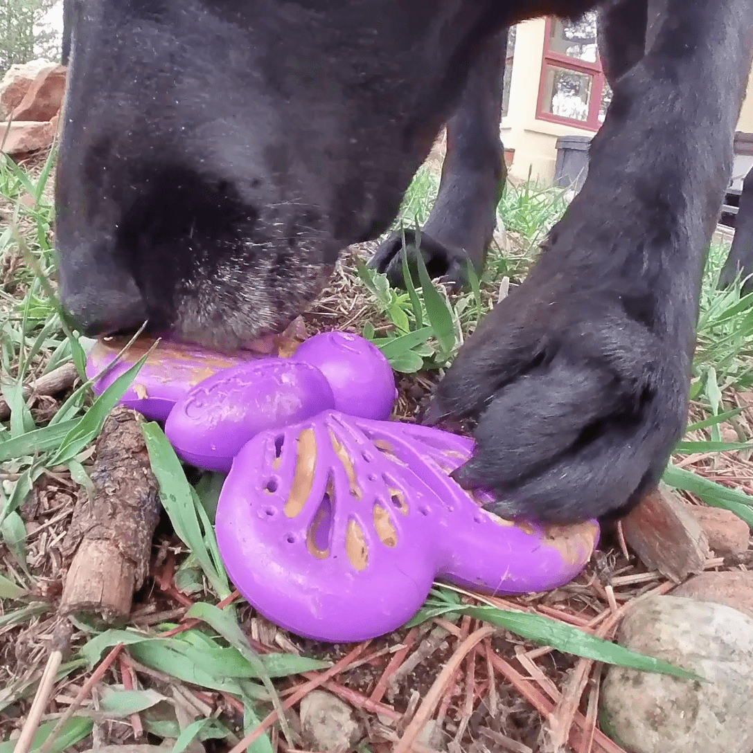 Butterfly Nylon Chew & Enrichment Toy | 2-in-1 for Aggressive Chewers | SodaPup by SodaPup/True Dogs, LLC