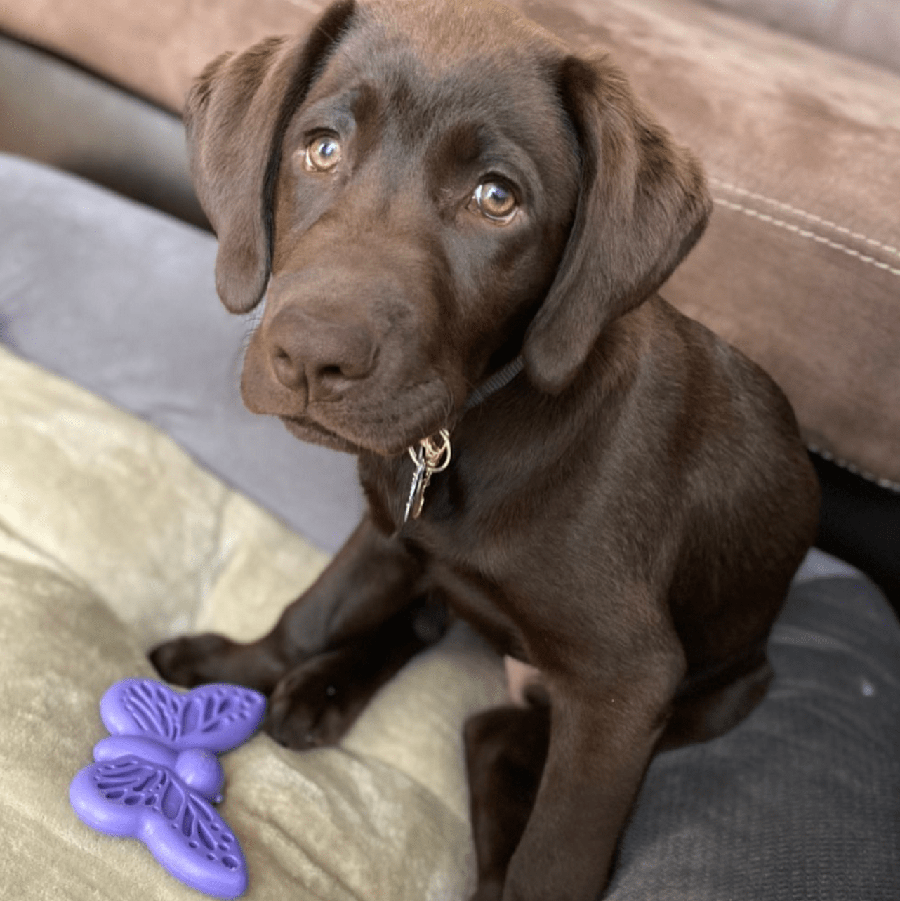 Butterfly Nylon Chew & Enrichment Toy | 2-in-1 for Aggressive Chewers | SodaPup by SodaPup/True Dogs, LLC