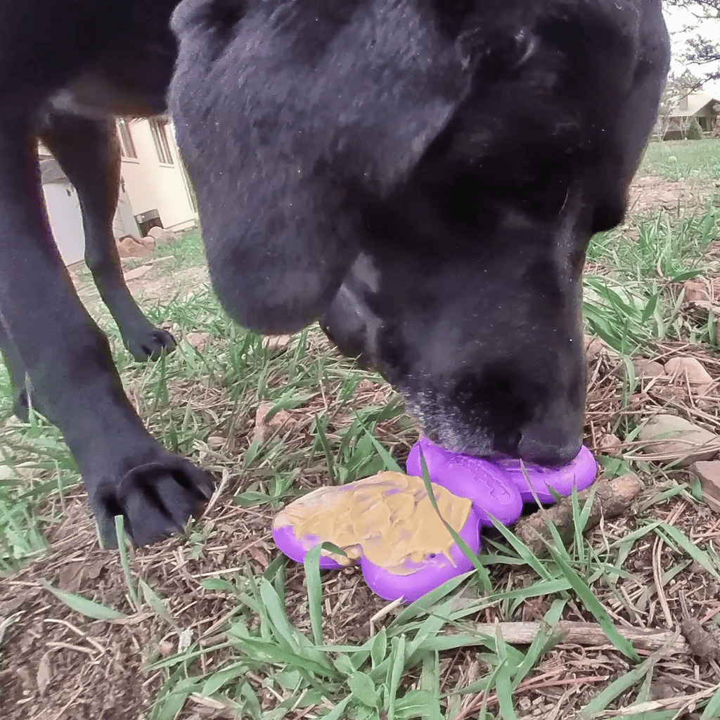 Butterfly Nylon Chew & Enrichment Toy | 2-in-1 for Aggressive Chewers | SodaPup by SodaPup/True Dogs, LLC