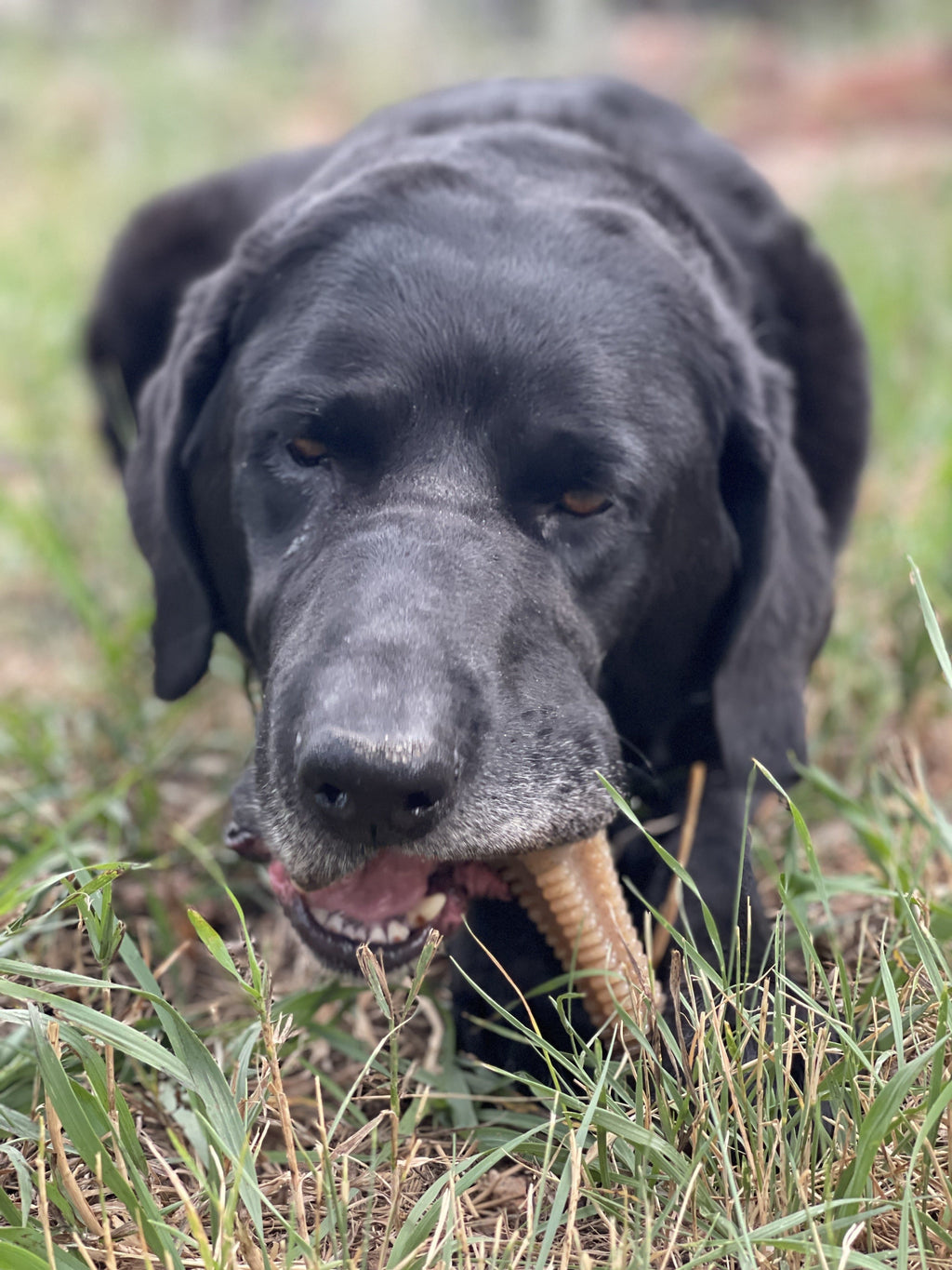 Honey Bone Dental Tower Nylon Chew Toy for Aggressive Chewers | USA Made by SodaPup/True Dogs, LLC