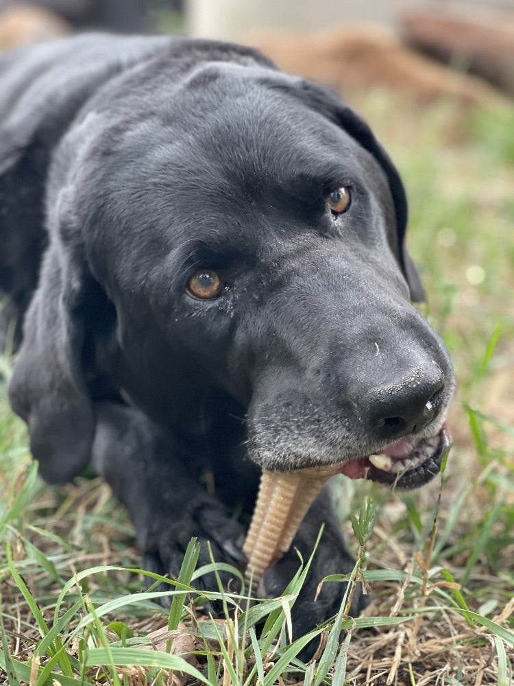 Honey Bone Dental Tower Nylon Chew Toy for Aggressive Chewers | USA Made by SodaPup/True Dogs, LLC