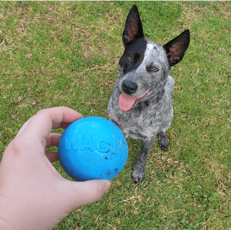 Wag Ball Rubber Dog Chew Toy for Heavy Chewers | Floating Fetch Toy | USA Made by SodaPup/True Dogs, LLC
