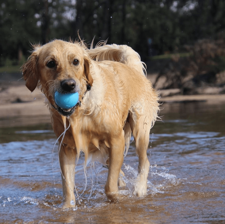 Wag Ball Rubber Dog Chew Toy for Heavy Chewers | Floating Fetch Toy | USA Made by SodaPup/True Dogs, LLC