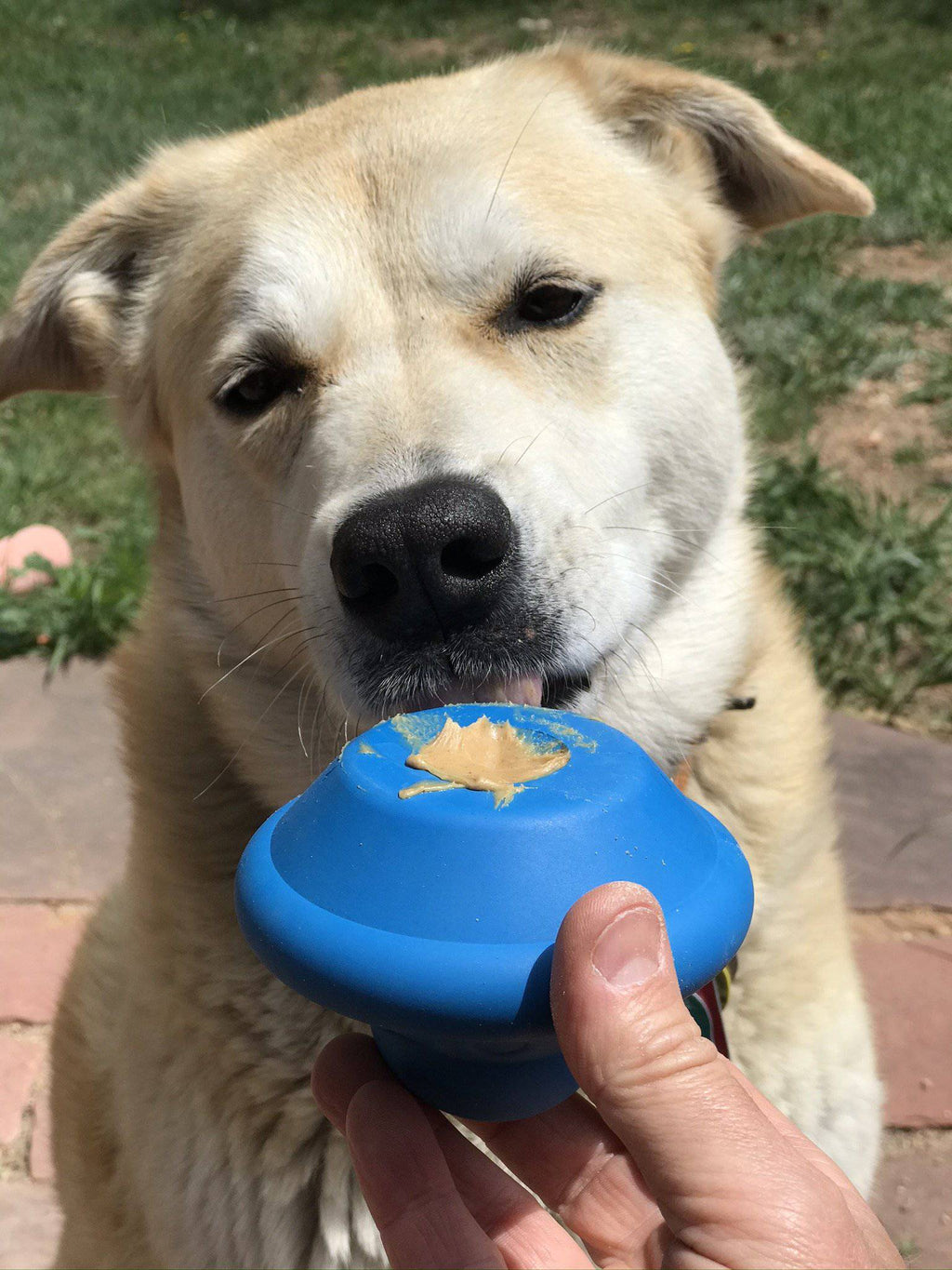 Flying Saucer Dog Toy - Durable UFO Chew Toy & Treat Dispenser | USA Made by SodaPup/True Dogs, LLC