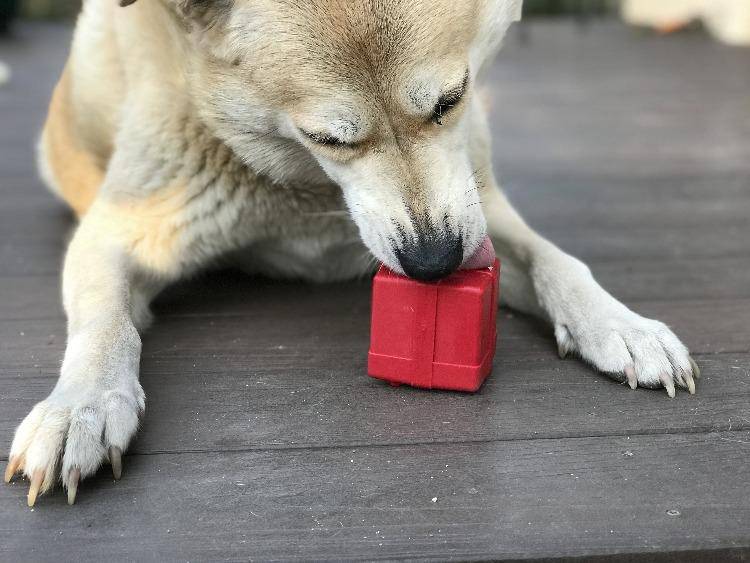 Gift Box eDispenser - Durable Rubber Treat Dispenser for Dogs | USA Made by SodaPup/True Dogs, LLC