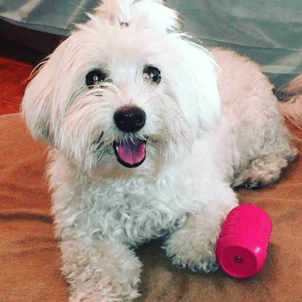 Puppy Can Toy Rubber Chew Toy for Teething Puppies | Treat Dispenser | USA Made by SodaPup/True Dogs, LLC