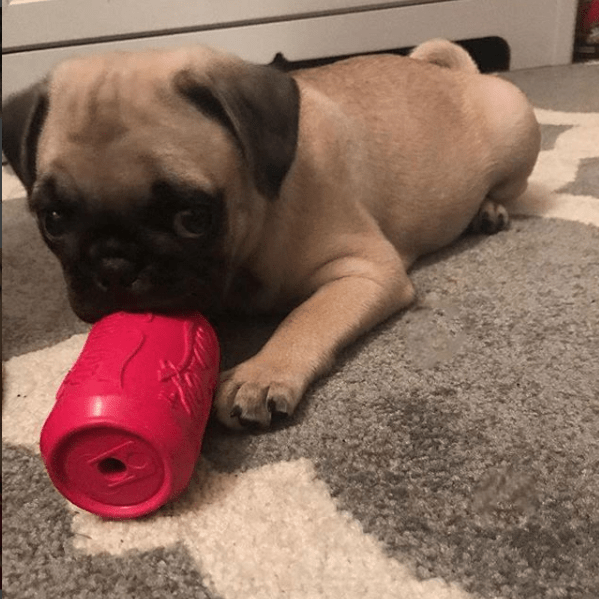 Puppy Can Toy Rubber Chew Toy for Teething Puppies | Treat Dispenser | USA Made by SodaPup/True Dogs, LLC