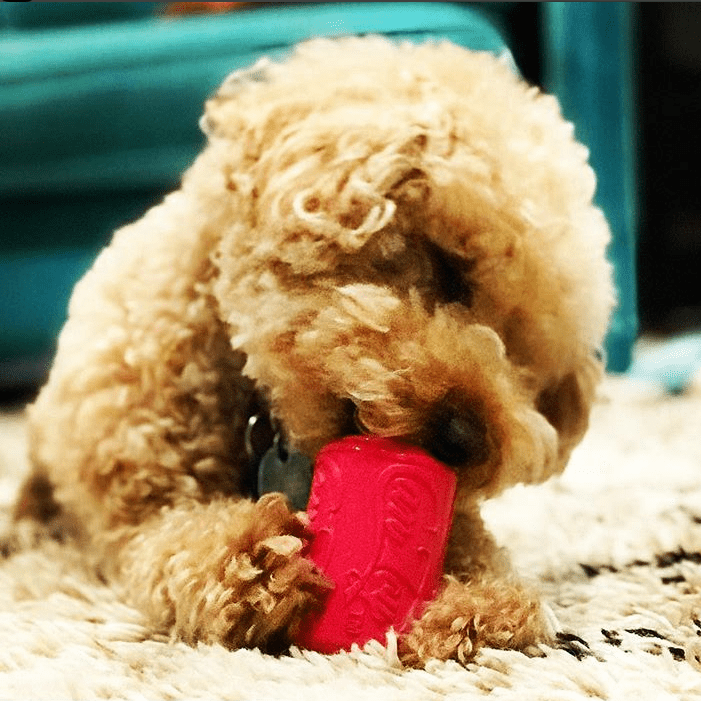 Puppy Can Toy Rubber Chew Toy for Teething Puppies | Treat Dispenser | USA Made by SodaPup/True Dogs, LLC