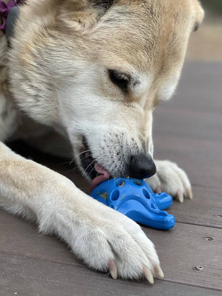 Starfish Nylon Dog Chew Toy for Aggressive Chewers | USA Made | SodaPup by SodaPup/True Dogs, LLC