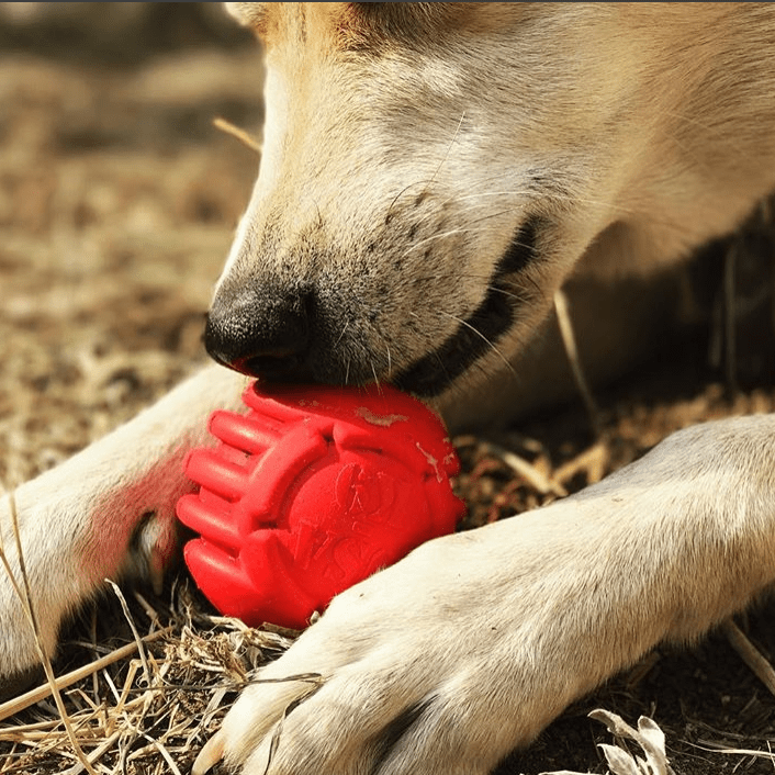USA-K9 Stars and Stripes Rubber Dog Toy | K9 Handler Reward Toy | Red | USA Made by SodaPup/True Dogs, LLC