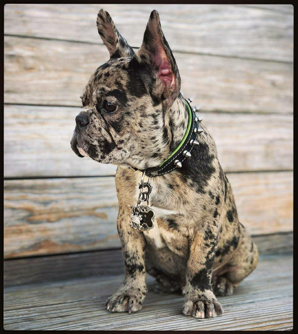 "Spiky" collar by Bestia Dog Gear