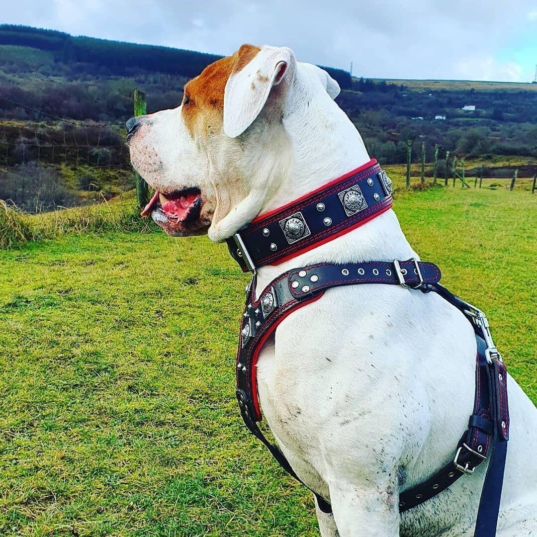 "EROS" BIG dog SET- Harness - collar - lead. Black & Red by Bestia Dog Gear