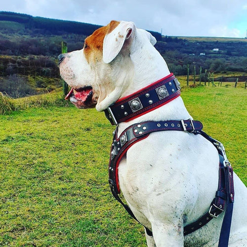 "EROS" BIG dog SET- Harness - collar - lead. Black & Red by Bestia Dog Gear