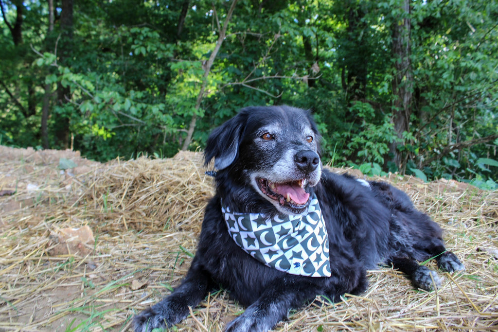 Skeleton Reversible Dog Bandana by Dog Bandana Co.
