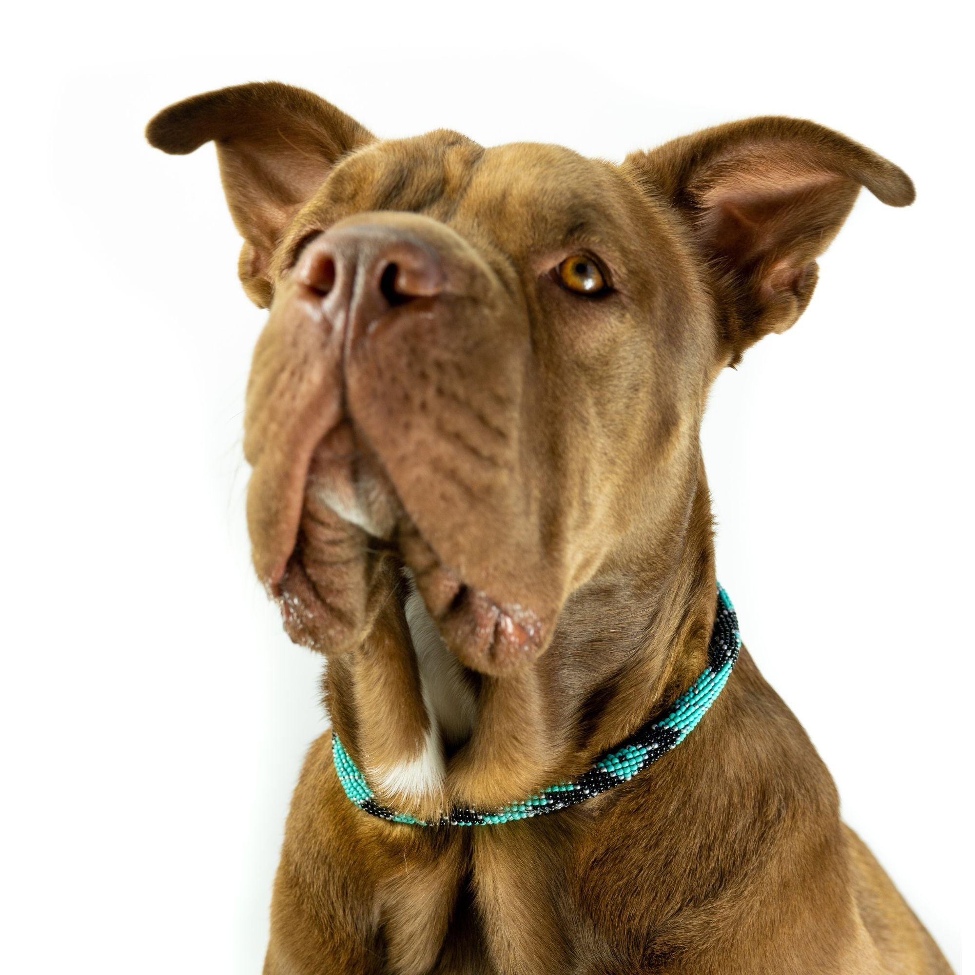 Saint Barth Sambboho dog collar (rolled) by Sambboho