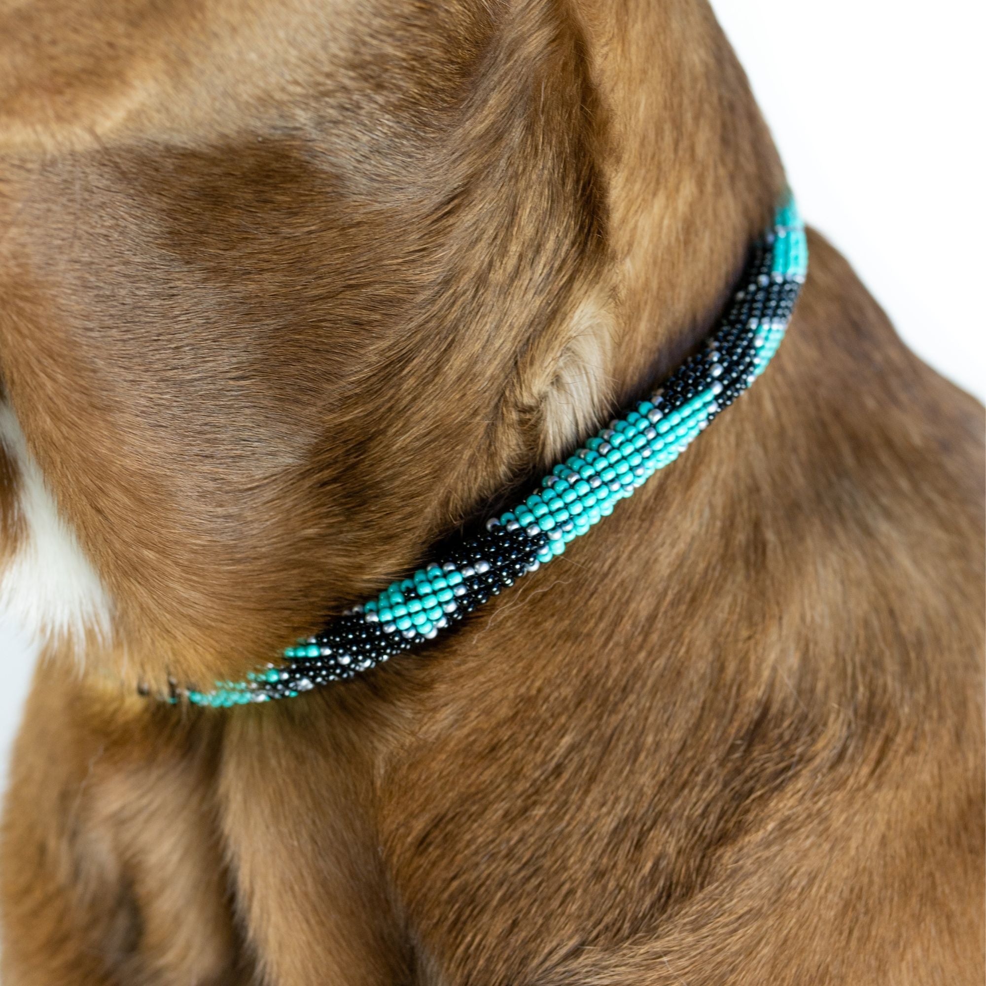 Saint Barth Sambboho dog collar (rolled) by Sambboho