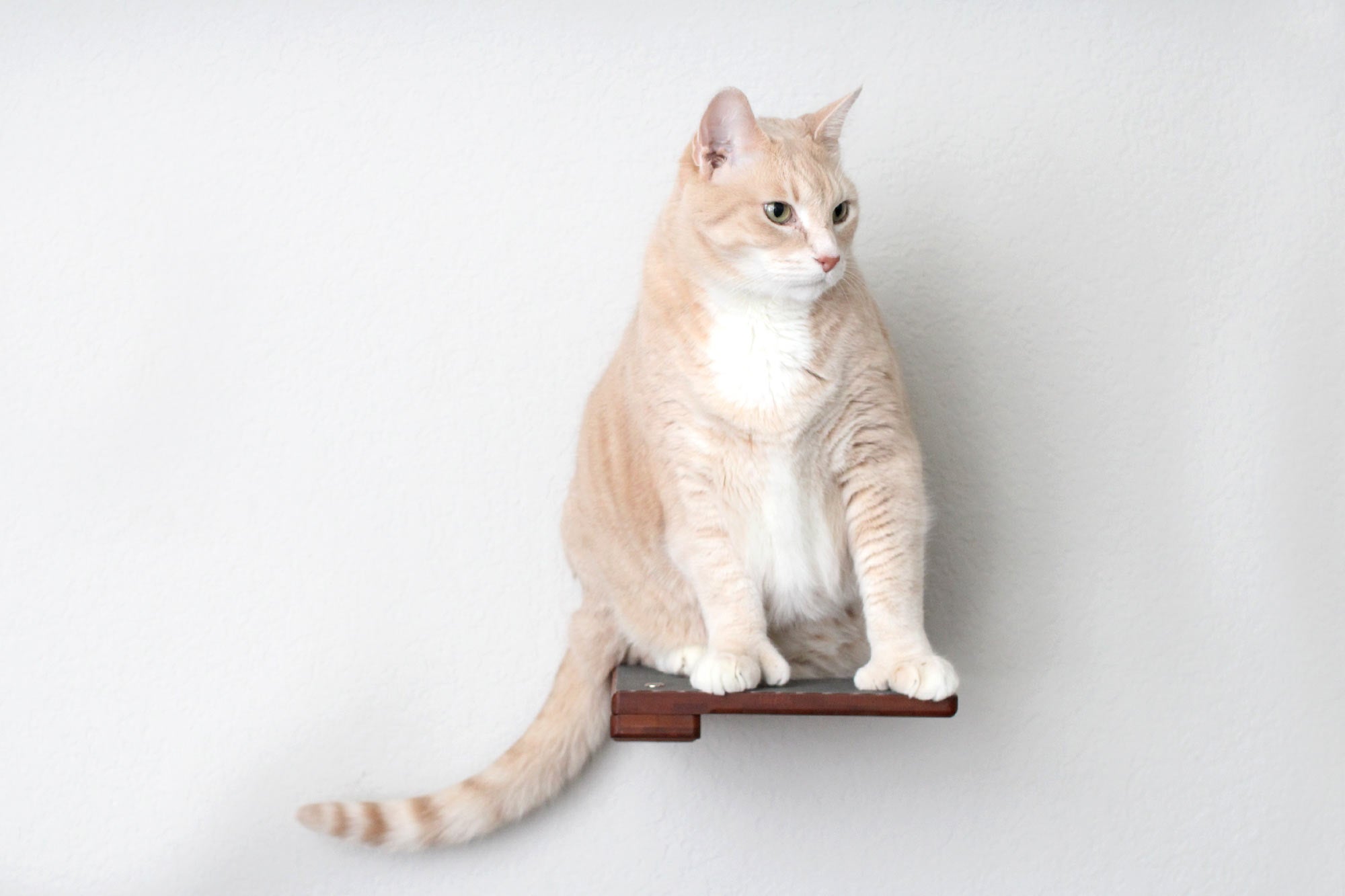 Cat Climbing Shelf by Catastrophic Creations