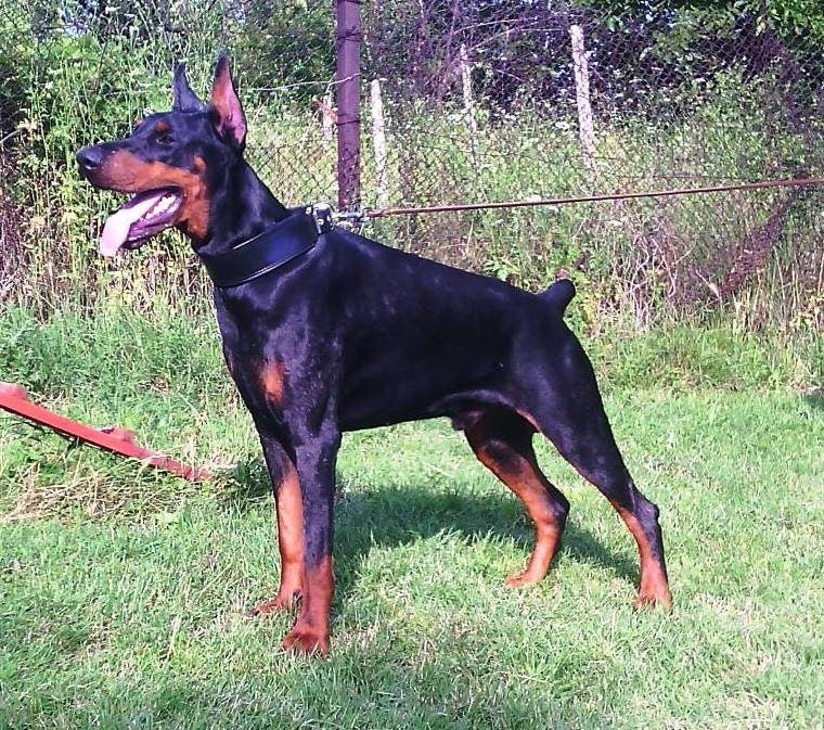 "Stylish" 2 inch wide dog collar by Bestia Dog Gear
