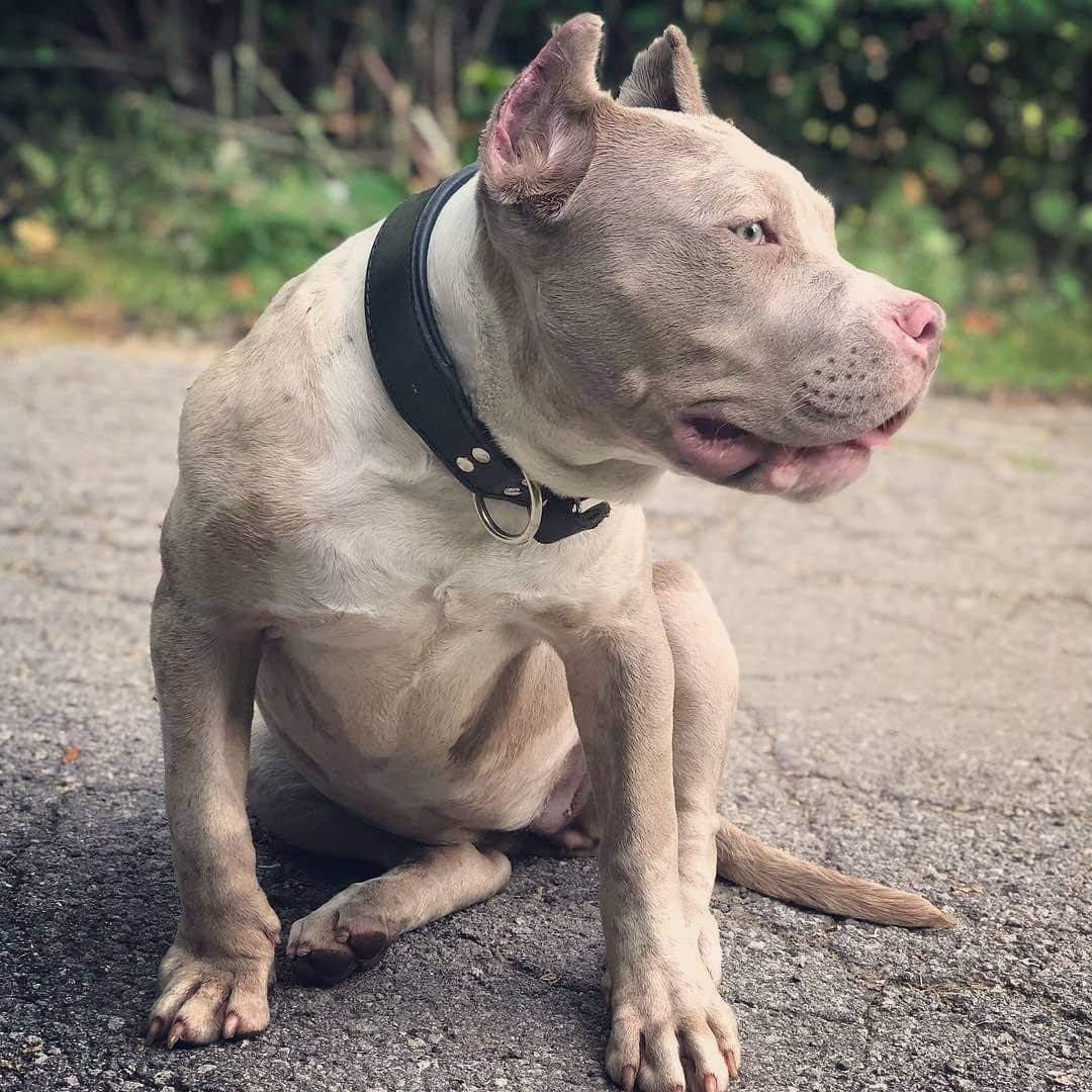 "Stylish" 2 inch wide dog collar by Bestia Dog Gear