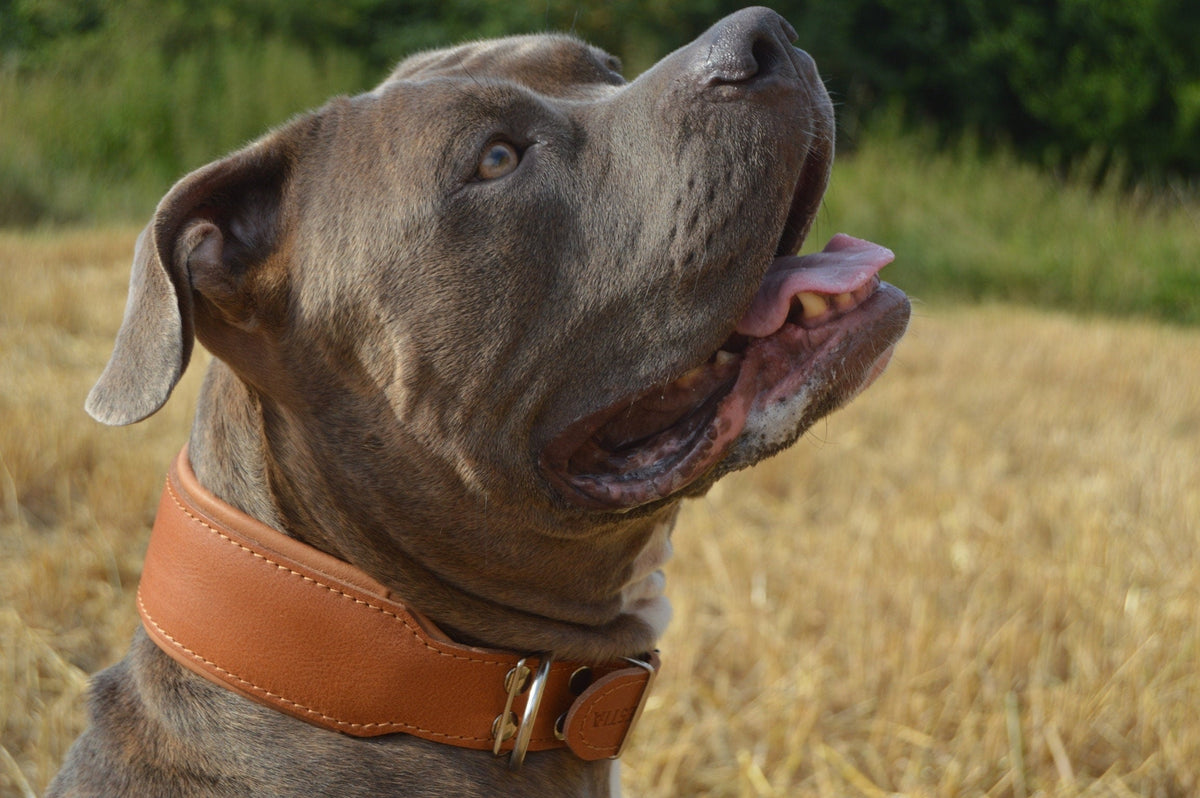 "Stylish" 2 inch wide dog collar by Bestia Dog Gear