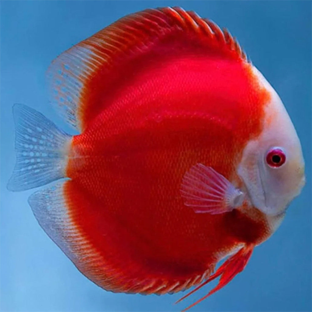 Super Red Discus by Danaqua Live Fish & More