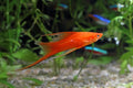 Brick Swordtail by Danaqua Live Fish & More