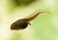 tadpole by Danaqua Live Fish & More