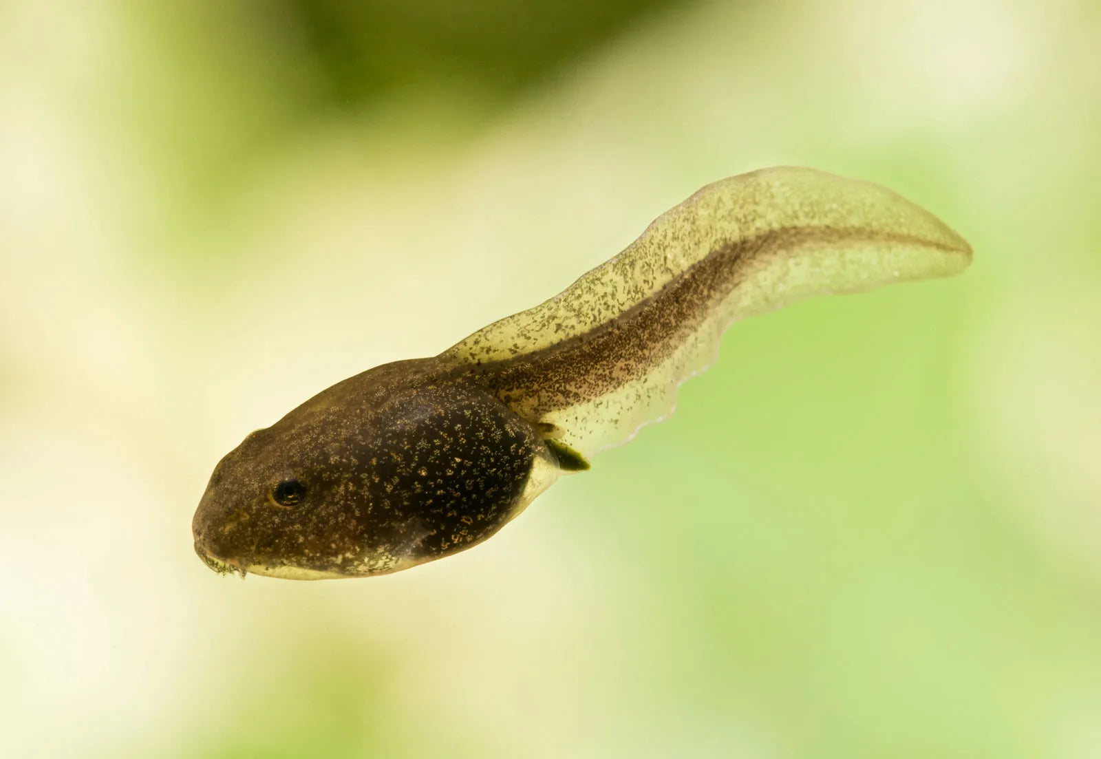 tadpole by Danaqua Live Fish & More