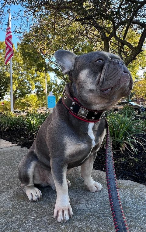 The "Eros" collar 2 inch wide by Bestia Dog Gear