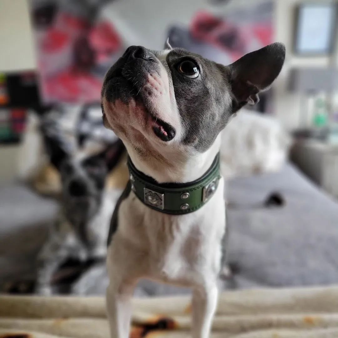 The "Eros" collar 2 inch wide Green by Bestia Dog Gear