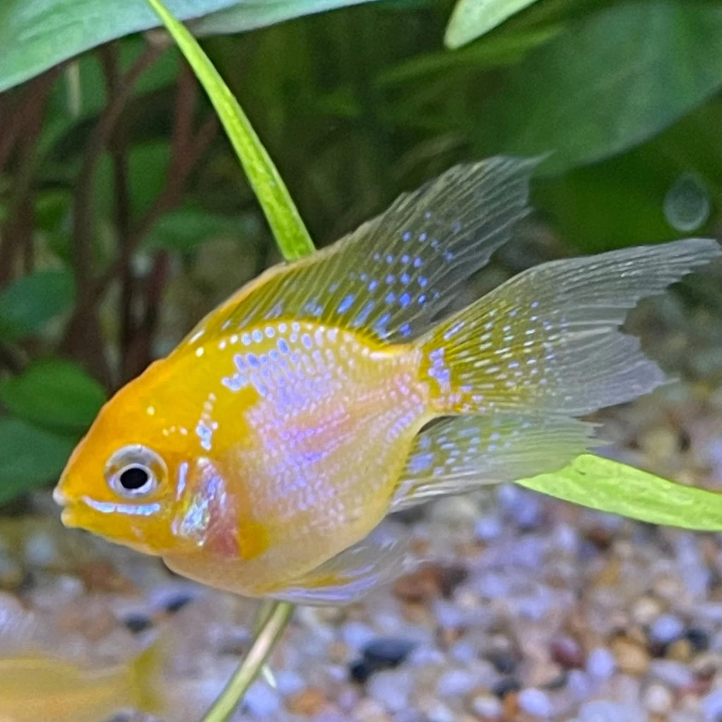 Gold Balloon Ram (Mikrogeophagus ramirezi) by Danaqua Live Fish & More